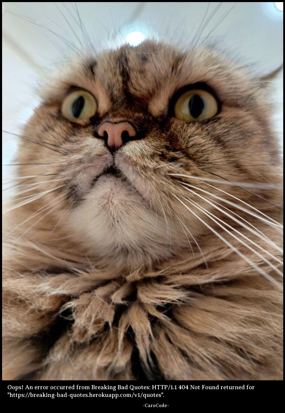 Cataas photo with Breaking Bad Quotes